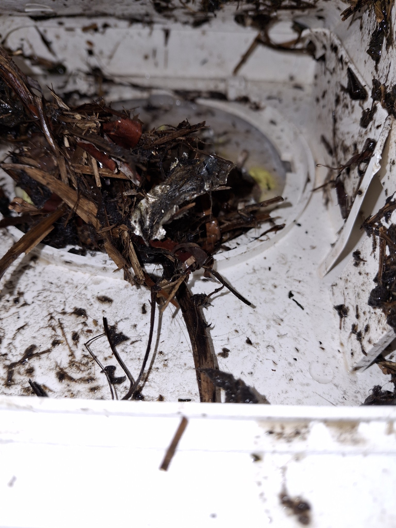 nest inside dryer vents